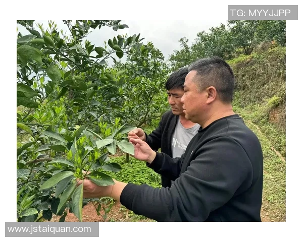 姚明带你走进果园体验摘果乐趣与健康生活的完美结合